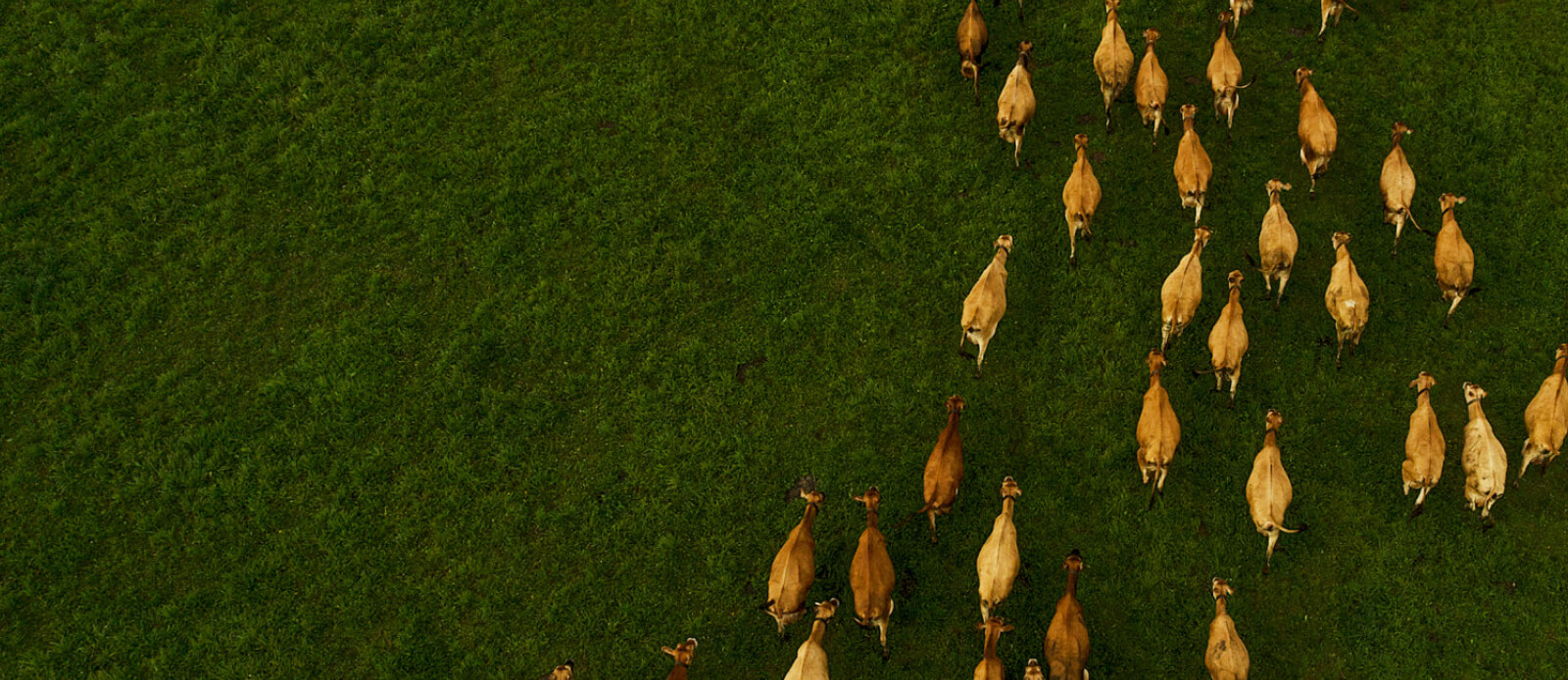 Arial shot of cows in a pasture