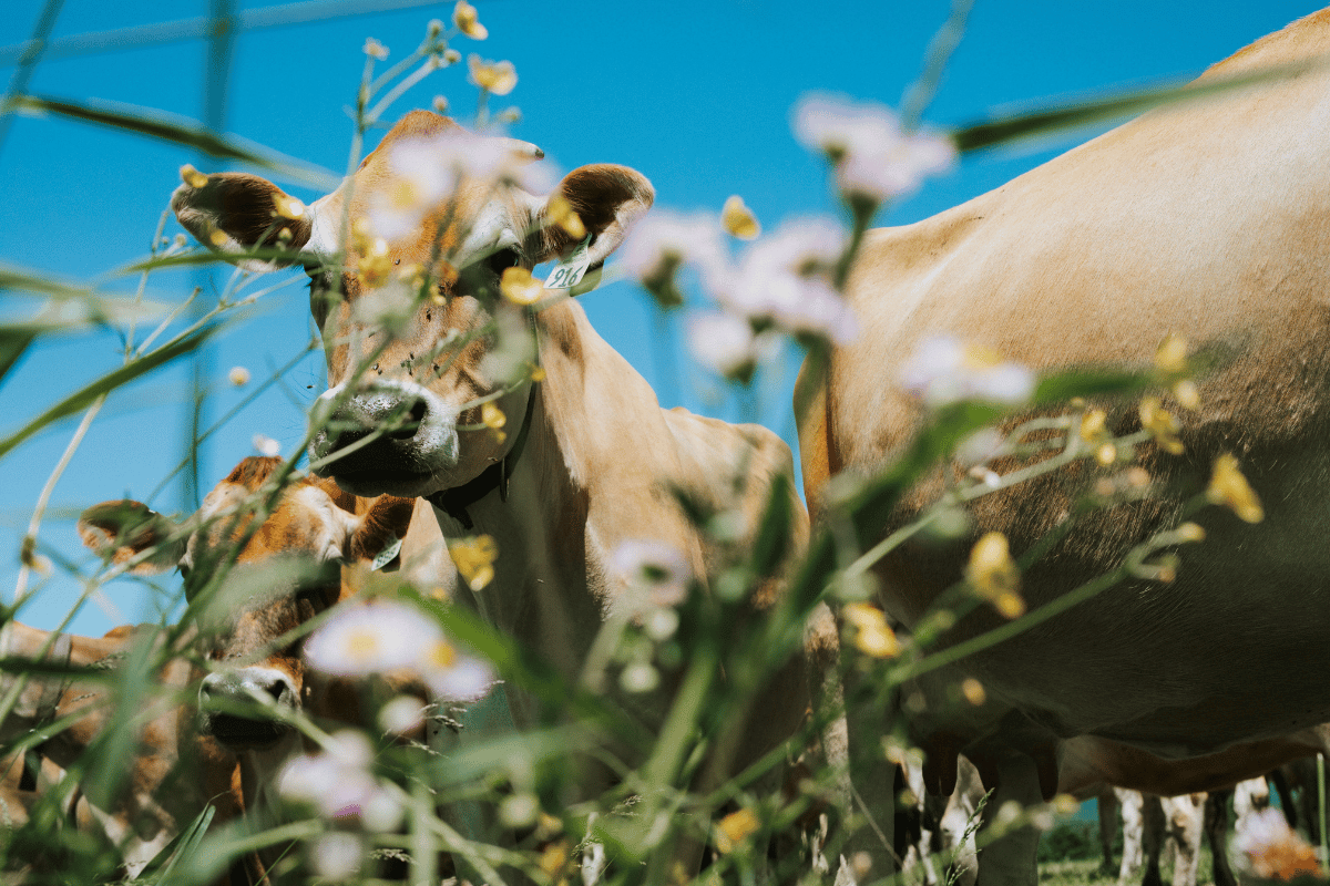 Cow in field with pollinators